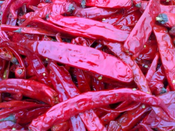 Низкая цена свежо высушила красный перец chili Xian
