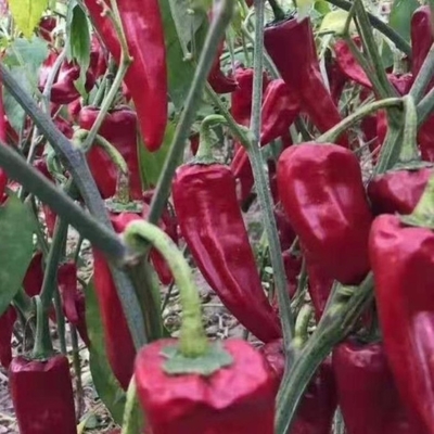 Узнайте, какой вкус имеет пряный, мягко сушеный чили