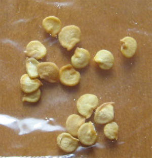 Перец паприки Xinglong сладкий осеменяет семена чилей 25KG Guajillo