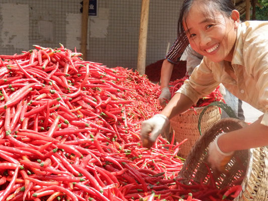 4cm-7cm Erjingtiao высушили вкус Chilis сильный &amp; едкий чилей