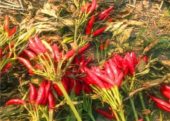 НИКАКИЕ Chiles пигмента пряные высушенные не испаряются простерилизованные стручки Chili для тамале