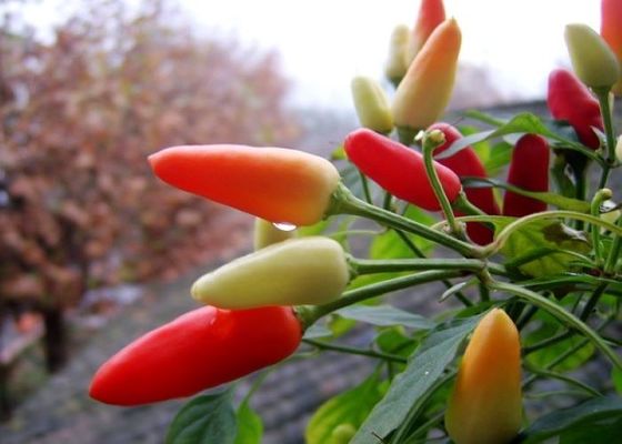 Стручков чилей Chilies MUI Тяньцзиня трава красных подлинных красных одиночная