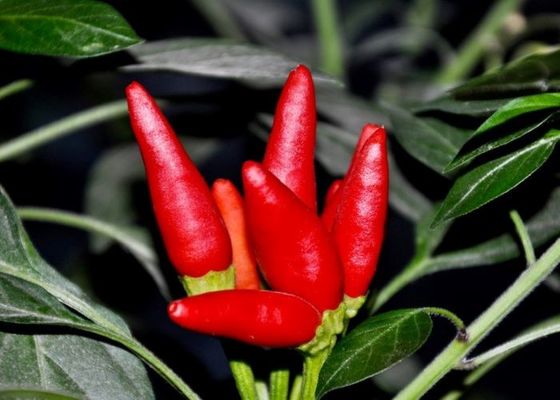 Стручков чилей Chilies MUI Тяньцзиня трава красных подлинных красных одиночная