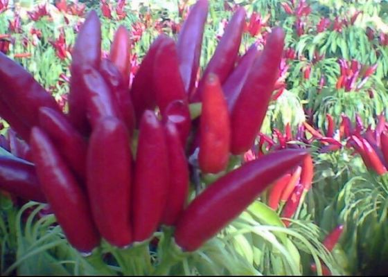 Приправлять смотрящ на перцы Chili чилей 4cm рая китайские высушенные