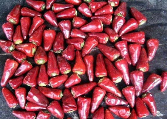 Stemless пуля главным Chaotian обезвоженное Chili Солнце высушила красные перцы