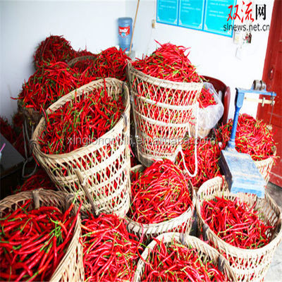 Красное Erjingtiao высушило перцы Chili Chilis пряные происходить обезвоживая