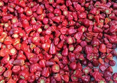 GMP высушил красный перец фонарика перцев чилей 2CM обезвоженный срок годности при хранении 2 год