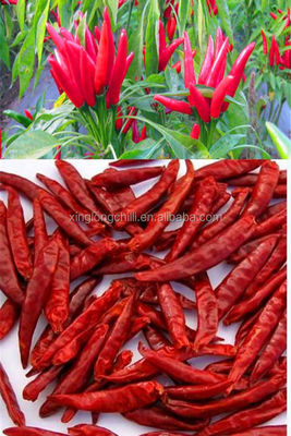 Хорошим Chili высушенный вкусом De Arbol Слаб высушил красные Chilies SHU 5000