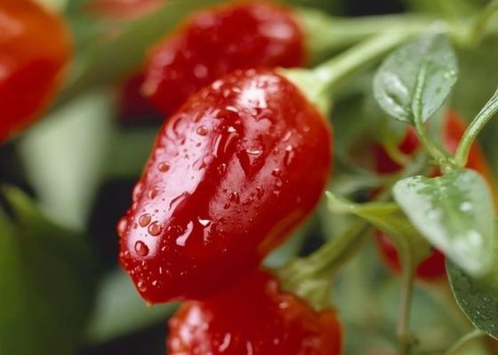 Сушеные круглые перец с острым вкусом