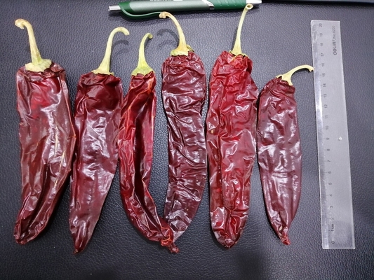 Chiles Калифорния высушили размер Chili Guajillo большой скомплектованный красным рук естественное