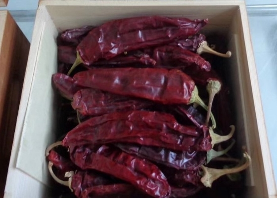 Chiles Калифорния высушили размер Chili Guajillo большой скомплектованный красным рук естественное