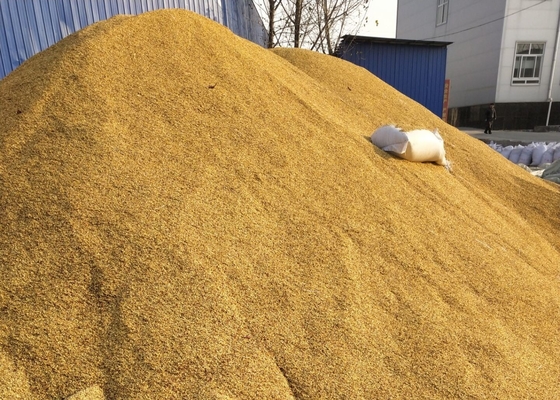 SHU5000-15000 Сушеные семена чили Tianjin или Yidu Hybrid для порошка специй