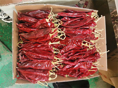Вид сырой переработки Sweet Capsicum Annual Pepper Средний размер
